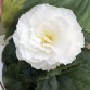 Begonia Tuberhybrida Nonstop "White" - во саксија Ø13